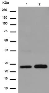 Tspan31 Tspan 13 Antibody Epr112252 Ab180502  Western Blot Img125160