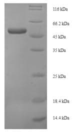 Recombinant Human Wnt4 protein (Tagged)(ab236179)