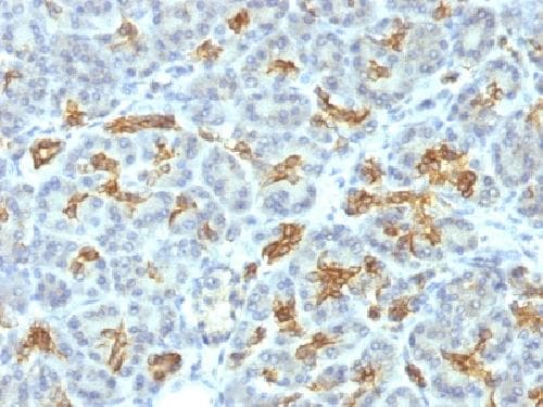 Anti-Cytokeratin 19 antibody [KRT19/799] - BSA and Azide free(AB212571)