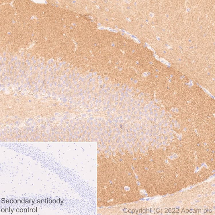 Gaba A Receptor Alpha 2 Gabra2 Antibody Epr26485 185 Bsa And Azide Free Ab307360  Immunohistochemistry Formalin Pfa Fixed Paraffin Embedded Sections Img405545