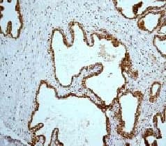 Anti-CREB antibody [E306] - BSA and Azide free(AB221216)