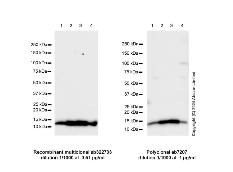 Anti-MIF antibody(AB7207)