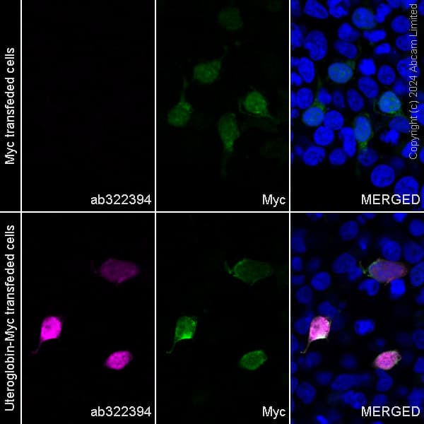 Alexa Fluor® 488 Anti-Myc tag antibody [9E10](AB202008)