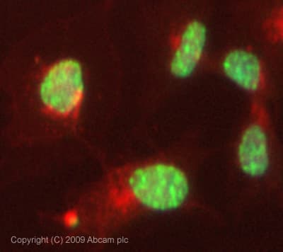 Anti-Smg1 antibody(ab30916)