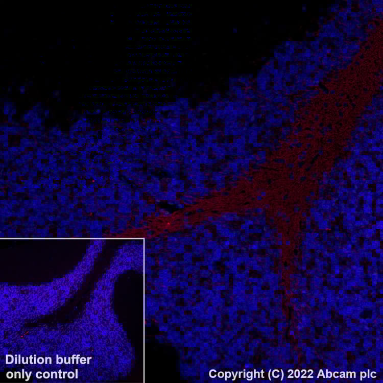 Alexa Fluor® 594 Anti-Myelin oligodendrocyte glycoprotein antibody [EPR22629-310](AB305372)