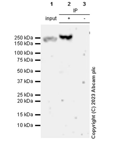 Fyco1 Antibody Epr28361 79 Bsa And Azide Free Ab316013  Immunoprecipitation Img426087