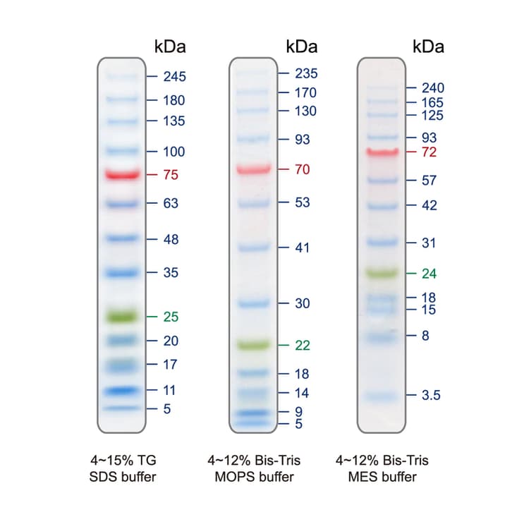 Prestained Protein Ladder - Extra broad molecular weight (5 - 245 kDa)(AB116029)
