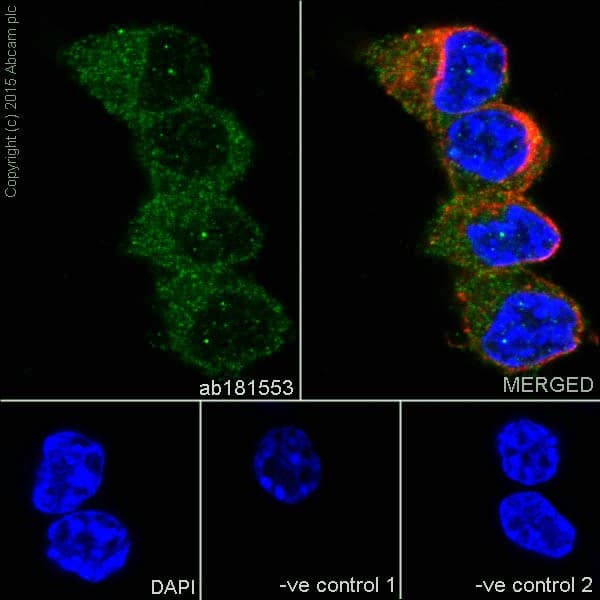 Anti-IRF5 antibody [EPR17067](AB181553)