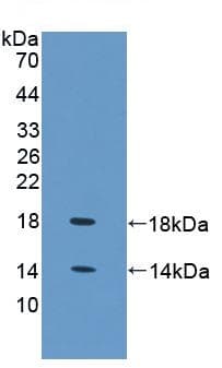 Anti-FABP4 antibody(AB231067)