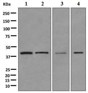 Anti-PCBP1 antibody [EPR11049(B)]