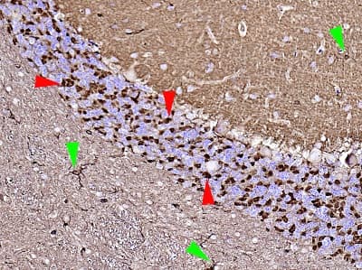 Anti-beta Actin antibody [mAbcam 8224] - Loading Control(AB8224)