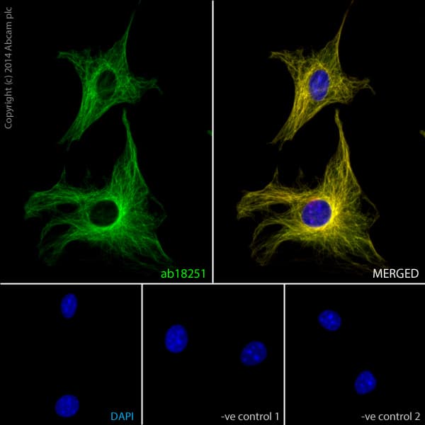 Anti-alpha Tubulin antibody - Microtubule Marker(AB18251)