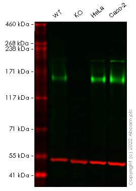 Anti-EGFR antibody [E235] - BSA and Azide free(AB227459)