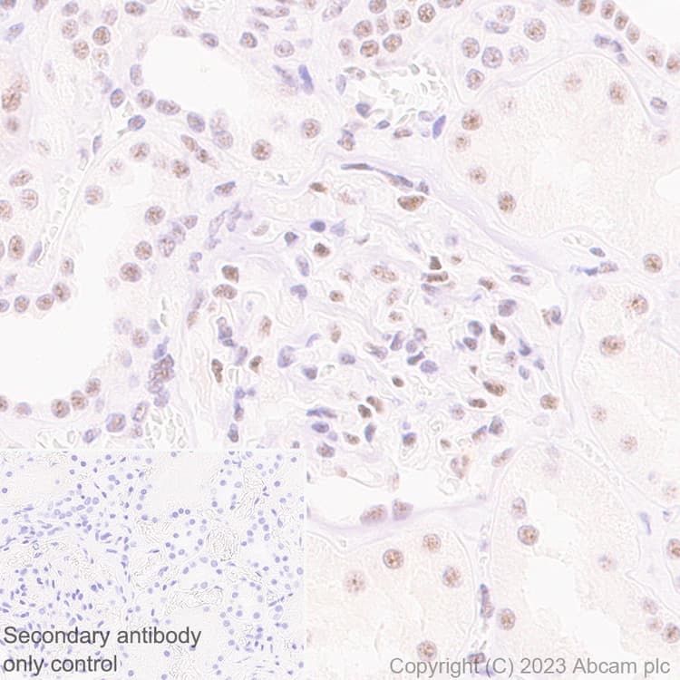 Anti-REST / NRSF antibody [EPR24988-29](AB315007)