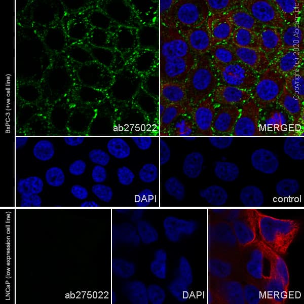 Anti-CEACAM6 antibody [EPR23956-80](AB275022)