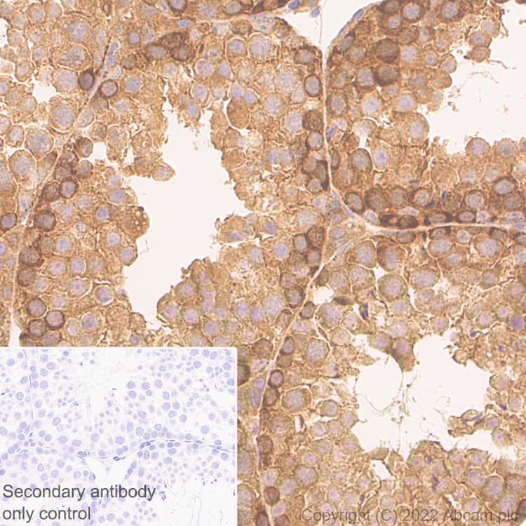 Anti-ATG12 antibody [EPR27485-89] - BSA and Azide free(AB303489)