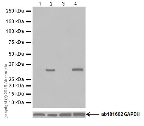 Anti-REDD-1/DDIT4 antibody [EPR18716](AB191871)