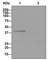 Anti-AGXT antibody [EPR13232] - BSA and Azide free(AB250079)