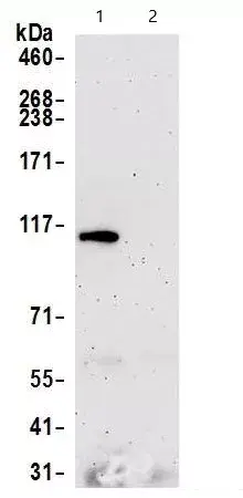 Anti-Rad21 antibody(AB992)