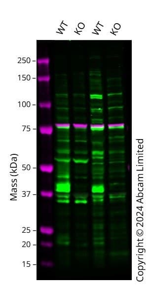 Anti-Connexin 43 / GJA1 antibody - Intercellular Junction Marker(AB11370)