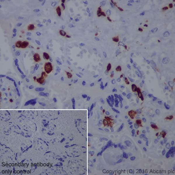 Anti-CD163 antibody [EPR19518] - BSA and Azide free(AB213612)
