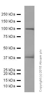 Anti-DUSP6 antibody [EPR129Y](AB76310)