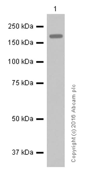 Anti-ErbB2 / HER2 antibody [EP1045Y](AB134182)