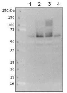 Anti-SYT2 antibody [ZNP-1](AB154035)