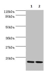 Rpl27 Rpl27a Antibody Ab236906  Western Blot Img70539