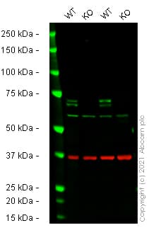 Human Atg16l1 Knockout Thp 1 Cell Line Ab277834  Western Blot Img165031