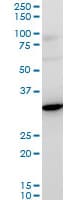 Rps3a Antibody C Terminal Ab194670  Western Blot Img152763
