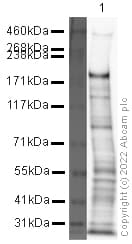 Sall1 Antibody Ab31526  Western Blot Img184011