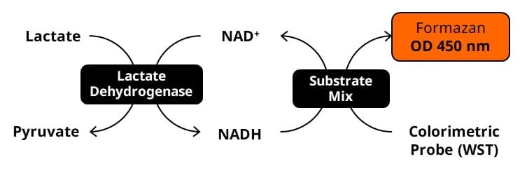 LDH Assay Kit / Lactate Dehydrogenase Assay Kit (Colorimetric)(AB102526)