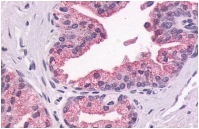 Anti-GPCR GPR87 antibody - N-terminal(AB140763)