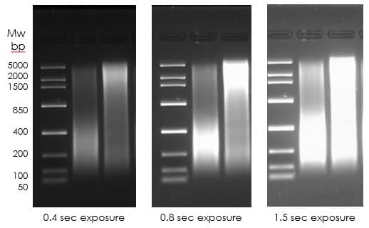Chromatin Extraction Kit - Flexible Format(AB223876)