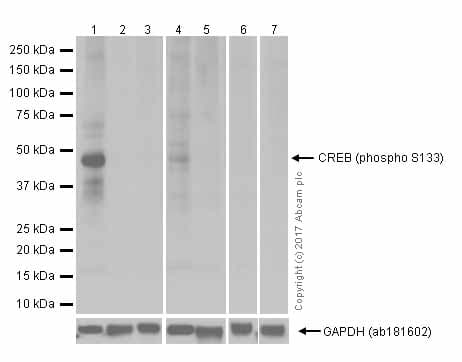 Anti-CREB (phospho S133) antibody [E113](AB32096)