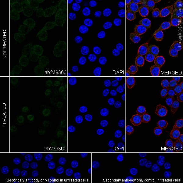 Stat1 Antibody Epr23049 111 Bsa And Azide Free Ab263866  Immunocytochemistry Immunofluorescence Img91978