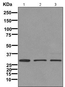 Anti-IGFBP7 antibody [EPR11912(B)](AB171085)