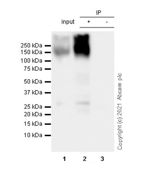 Anti-KCC2 antibody [EPR24203-85](AB259969)