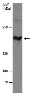 Anti-Thrombospondin 1 antibody - N-terminal(AB226950)