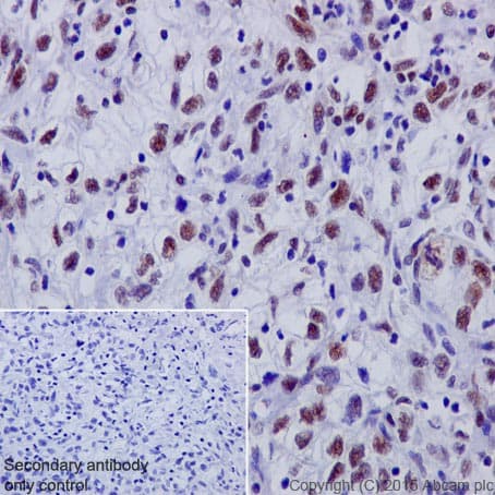 Anti-53BP1 antibody [EPR2172(2)](AB175933)