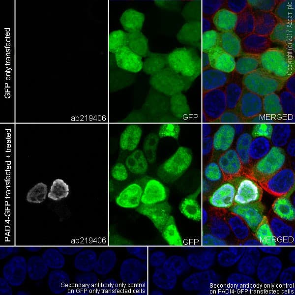 Anti-Histone H3 (citrulline R8) antibody [EPR20358-13] - BSA and Azide free(AB232939)