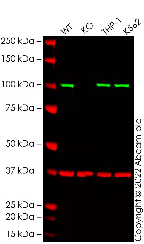 Human DAXX knockout HCT116 cell line(AB287355)