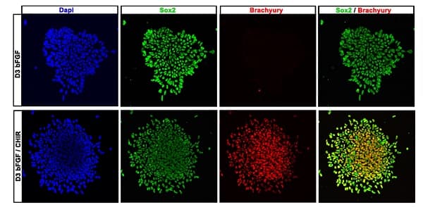 Anti-SOX2 antibody [EPR3131](AB92494)