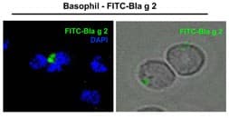 FITC Conjugation Kit (Fast) - Lightning-Link®(AB188285)
