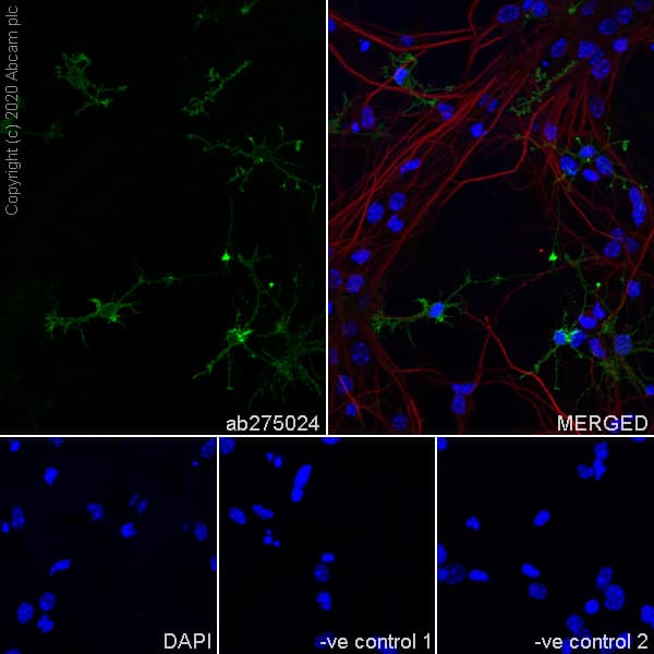 Anti-NG2 antibody [EPR23976-145] - BSA and Azide free(AB275038)