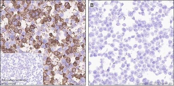 Anti-DDDDK tag (Binds to FLAG® tag sequence) antibody [EPR20018-251] - BSA and Azide free(AB236777)