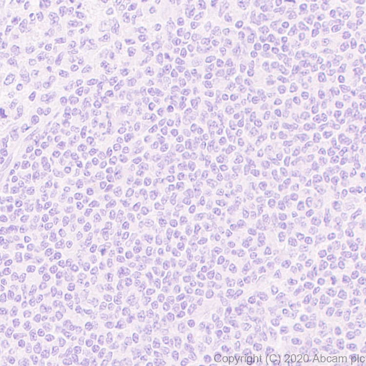 Ccl3 Mip 1 Alpha Ccl3l1 Antibody Epr23751 54 Ab259372  Immunohistochemistry Formalin Pfa Fixed Paraffin Embedded Sections Img55589