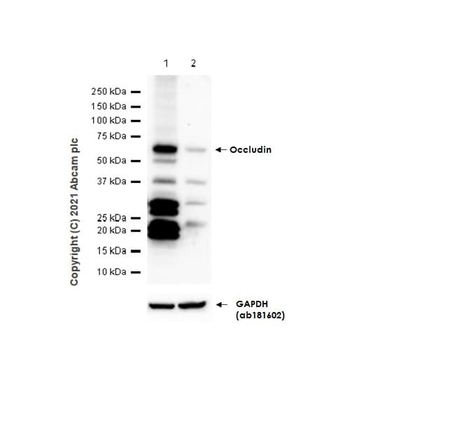 Anti-Occludin antibody [EPR20992](AB216327)