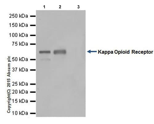 Anti-Kappa Opioid Receptor antibody [EPR18881] - BSA and Azide free(AB240278)